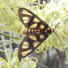 Amata (genus) (Handmaiden Moth) at Acton, ACT - 29 Dec 2023 by JohnBundock