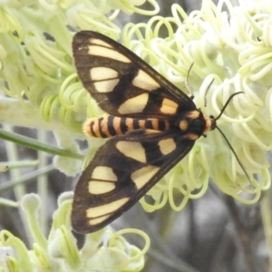 Amata (genus) at ANBG - 29 Dec 2023 01:54 PM