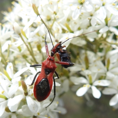 Gminatus australis (Orange assassin bug) at McQuoids Hill - 22 Dec 2023 by HelenCross