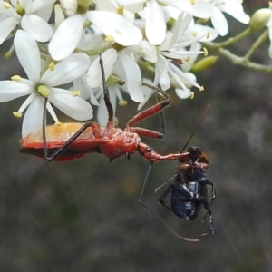 Gminatus australis at McQuoids Hill - 22 Dec 2023 12:57 PM