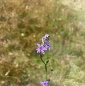 Caesia calliantha at QPRC LGA - 30 Dec 2023