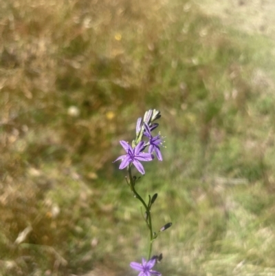 Caesia calliantha (Blue Grass-lily) at Mount Fairy, NSW - 30 Dec 2023 by leith7