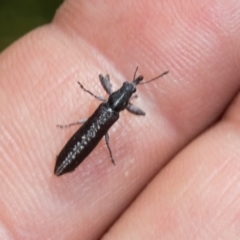 Rhinotia sp. (genus) (Unidentified Rhinotia weevil) at The Pinnacle - 3 Nov 2023 by AlisonMilton