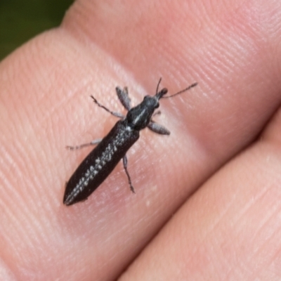 Rhinotia sp. (genus) (Unidentified Rhinotia weevil) at Weetangera, ACT - 3 Nov 2023 by AlisonMilton