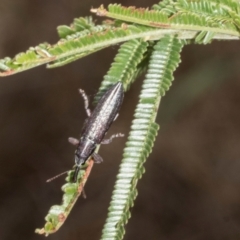 Rhinotia sp. in brunnea-group (A belid weevil) at The Pinnacle - 3 Nov 2023 by AlisonMilton