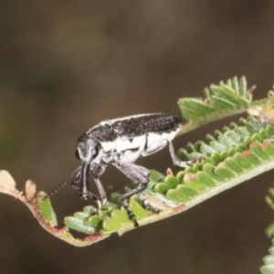 Rhinotia sp. in brunnea-group at The Pinnacle - 3 Nov 2023 12:14 PM