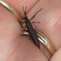 Rhinotia phoenicoptera (Belid weevil) at The Pinnacle - 3 Nov 2023 by AlisonMilton