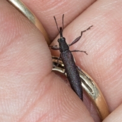 Rhinotia phoenicoptera at The Pinnacle - 3 Nov 2023