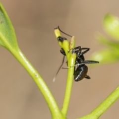 Camponotus aeneopilosus at Fraser, ACT - 14 Feb 2023