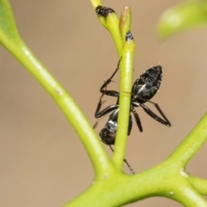 Camponotus aeneopilosus at Fraser, ACT - 14 Feb 2023