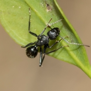 Camponotus aeneopilosus at Fraser, ACT - 14 Feb 2023