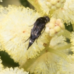 Mordella sp. (genus) (Pintail or tumbling flower beetle) at Hawker, ACT - 3 Nov 2023 by AlisonMilton