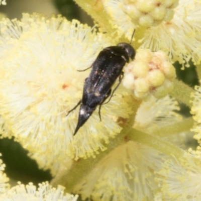 Mordella sp. (genus) (Pintail or tumbling flower beetle) at Hawker, ACT - 3 Nov 2023 by AlisonMilton