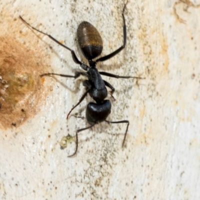 Camponotus aeneopilosus (A Golden-tailed sugar ant) at Fraser, ACT - 14 Feb 2023 by AlisonMilton