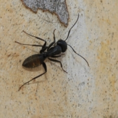 Camponotus aeneopilosus at Fraser, ACT - 14 Feb 2023