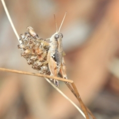 Phaulacridium vittatum (Wingless Grasshopper) at Fraser, ACT - 14 Feb 2023 by AlisonMilton
