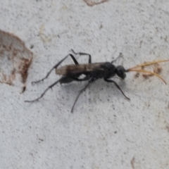 Fabriogenia sp. (genus) (Spider wasp) at Higgins, ACT - 3 Dec 2023 by AlisonMilton