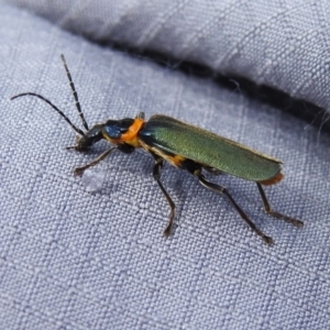 Chauliognathus lugubris at Tidbinbilla Nature Reserve - 28 Dec 2023 02:25 PM