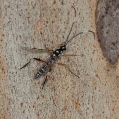 Stenarella victoriae (An ichneumon parasitic wasp) at Higgins, ACT - 4 Dec 2023 by AlisonMilton