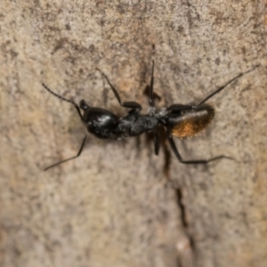 Camponotus aeneopilosus at Higgins, ACT - 4 Dec 2023 09:21 AM