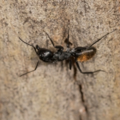 Camponotus aeneopilosus (A Golden-tailed sugar ant) at Higgins, ACT - 3 Dec 2023 by AlisonMilton