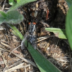 Sarcophagidae sp. (family) (Unidentified flesh fly) at Aranda, ACT - 5 Dec 2023 by AlisonMilton