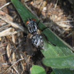 Sarcophagidae (family) at Aranda, ACT - 6 Dec 2023 10:42 AM