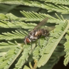 Sarcophagidae sp. (family) (Unidentified flesh fly) at The Pinnacle - 3 Nov 2023 by AlisonMilton