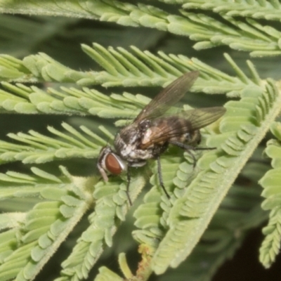 Sarcophagidae sp. (family) (Unidentified flesh fly) at Hawker, ACT - 3 Nov 2023 by AlisonMilton