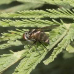 Sarcophagidae sp. (family) at The Pinnacle - 3 Nov 2023