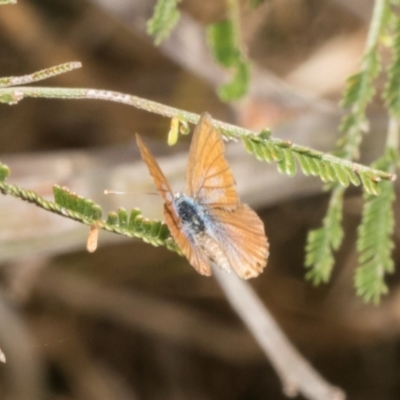 Nacaduba biocellata (Two-spotted Line-Blue) at Hawker, ACT - 3 Nov 2023 by AlisonMilton