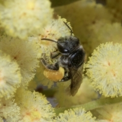 Unidentified Bee (Hymenoptera, Apiformes) at Hawker, ACT - 3 Nov 2023 by AlisonMilton