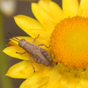 Phaulacridium vittatum at The Pinnacle - 3 Nov 2023