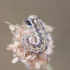 Helicoverpa armigera (Cotton bollworm, Corn earworm) at The Pinnacle - 3 Nov 2023 by AlisonMilton