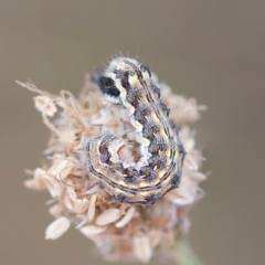 Helicoverpa armigera (Cotton bollworm, Corn earworm) at Hawker, ACT - 3 Nov 2023 by AlisonMilton