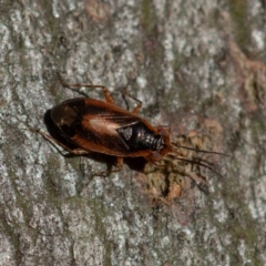 Fulviella australiana (A mirid bug) at Higgins, ACT - 30 Dec 2023 by Untidy