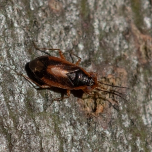 Fulviella australiana at Higgins Woodland - 30 Dec 2023 07:01 PM