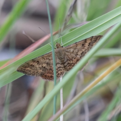 Scopula rubraria (Reddish Wave, Plantain Moth) at Higgins Woodland - 30 Dec 2023 by Untidy