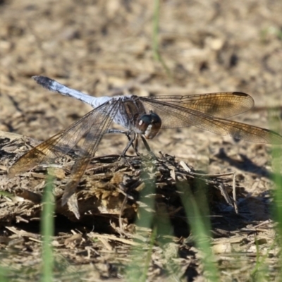 Orthetrum caledonicum (Blue Skimmer) at Hume, ACT - 30 Dec 2023 by RodDeb