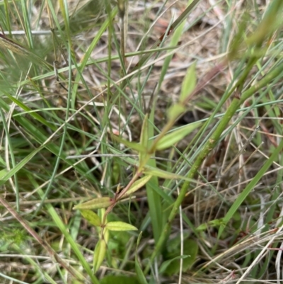 Veronica gracilis (Slender Speedwell) at Kosciuszko National Park - 29 Dec 2023 by brunonia