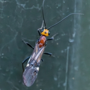 Braconidae (family) at Higgins Woodland - 30 Dec 2023 07:17 PM