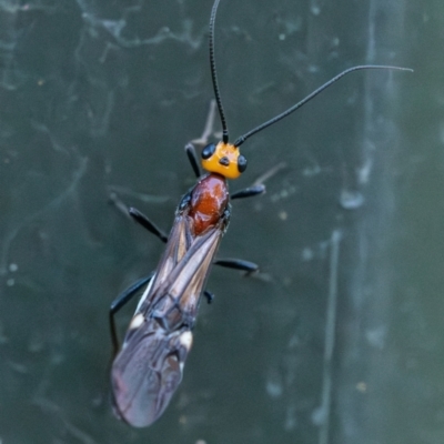 Braconidae (family) (Unidentified braconid wasp) at Higgins, ACT - 30 Dec 2023 by Untidy