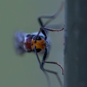 Braconidae (family) at Higgins Woodland - 30 Dec 2023 07:17 PM