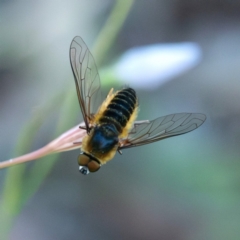 Lomatiini sp. (tribe) (A bee fly) at Higgins, ACT - 30 Dec 2023 by Untidy