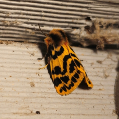 Ardices curvata (Crimson Tiger Moth) at QPRC LGA - 30 Dec 2023 by Csteele4