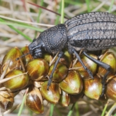 Talaurinus rugifer (Ground weevil) - 1 Jan 1900 by Harrisi