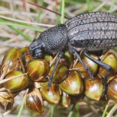 Talaurinus rugifer (Ground weevil) - 1 Jan 1900 by Harrisi