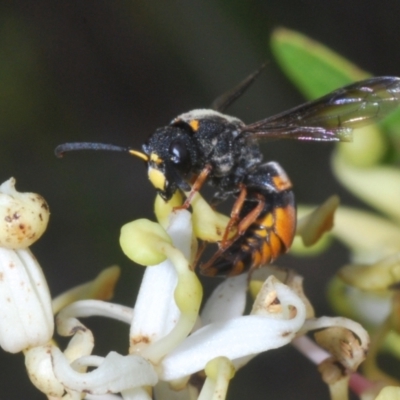 Eumeninae (subfamily) (Unidentified Potter wasp) at Brindabella, NSW - 28 Dec 2023 by Harrisi