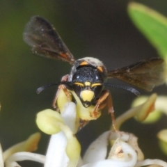 Eumeninae (subfamily) at Brindabella, NSW - 28 Dec 2023 05:50 PM