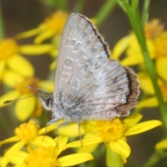 Neolucia agricola (Fringed Heath-blue) at Brindabella, NSW - 28 Dec 2023 by Harrisi